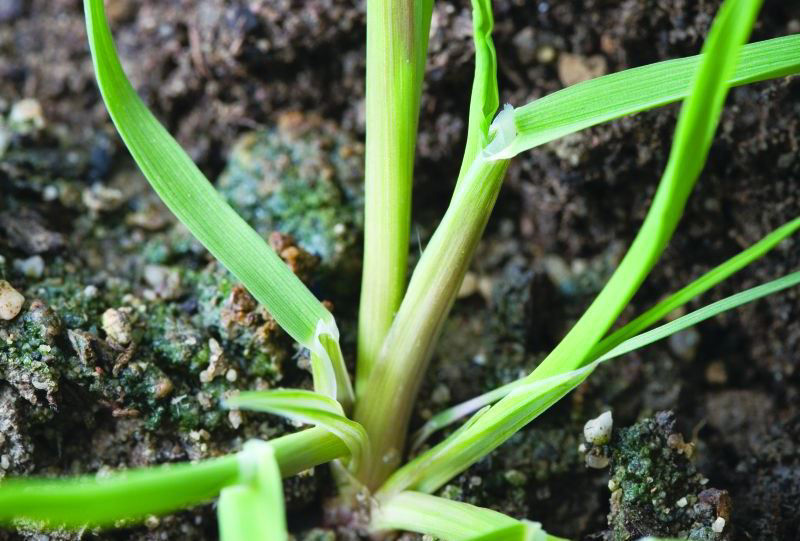 Lesser Canary Grass